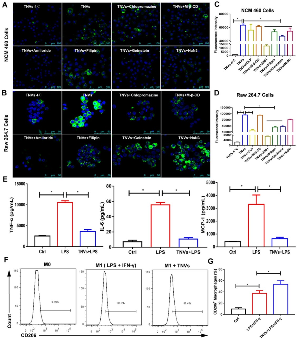 Turmeric-derived nanovesicles (TNVs) show cellular uptake, reduce inflammation, and promote M2 polarization in macrophages.